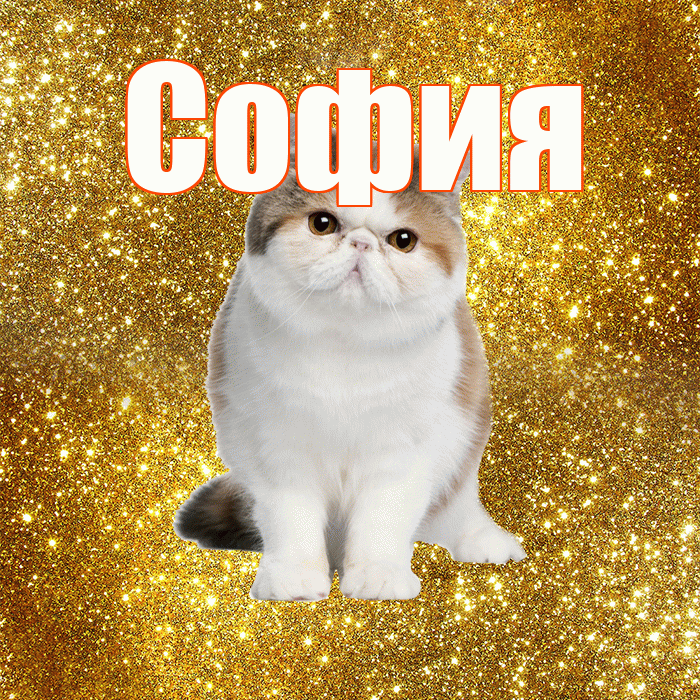 София! С добрым утром! Красивая открытка Софии!