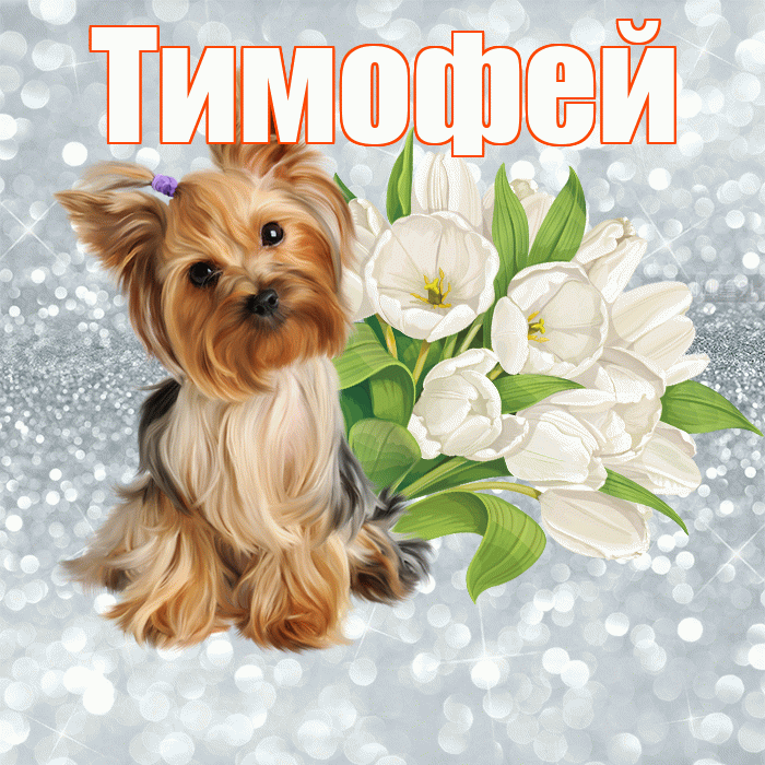 Тимофей! С добрым утром! Красивая открытка Тимофею!