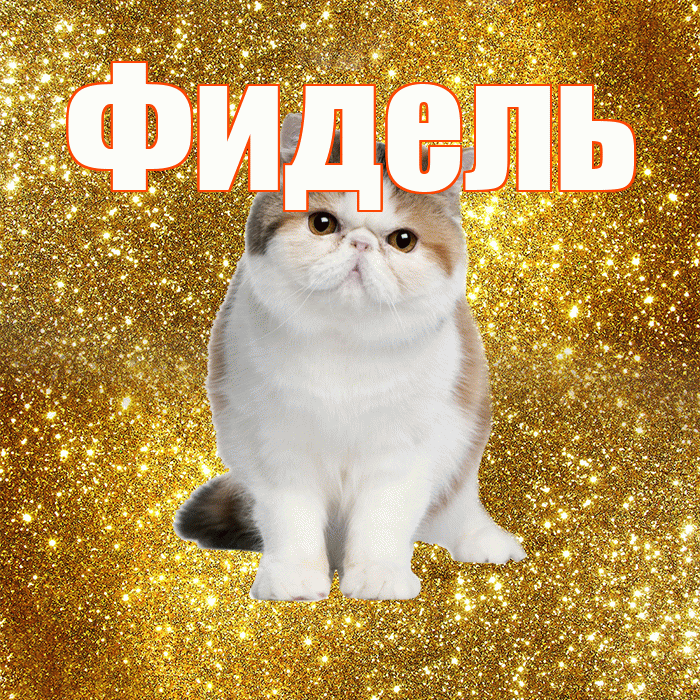Фидель! С добрым утром! Красивая открытка Фиделю!