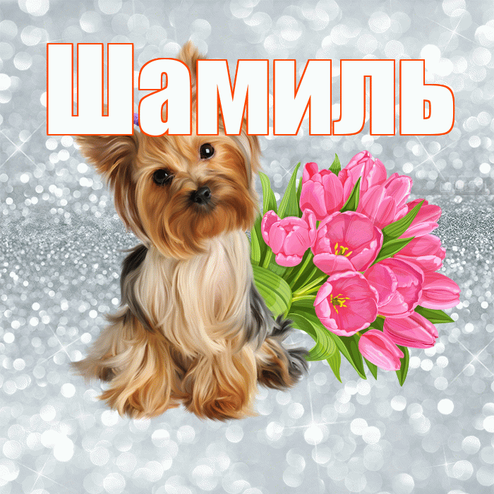 Шамиль! С добрым утром! Красивая открытка Шамилю!