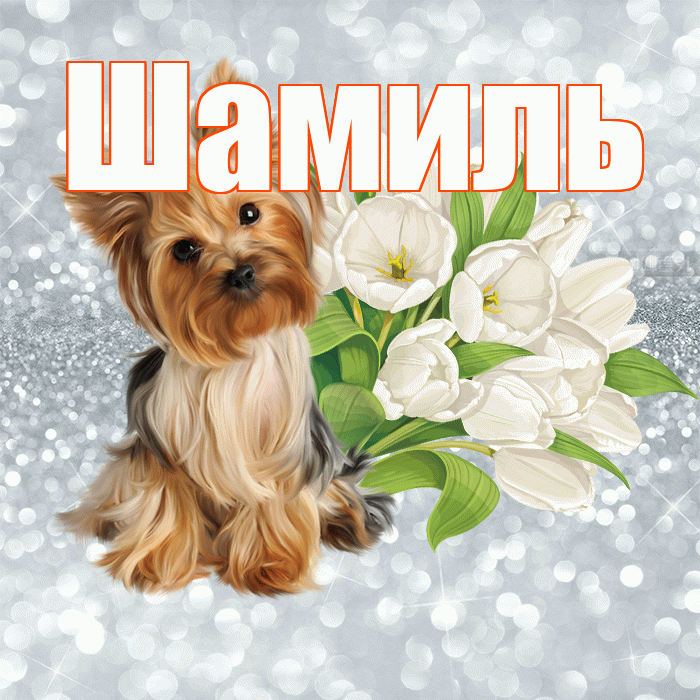 Шамиль! С добрым утром! Красивая открытка Шамилю!