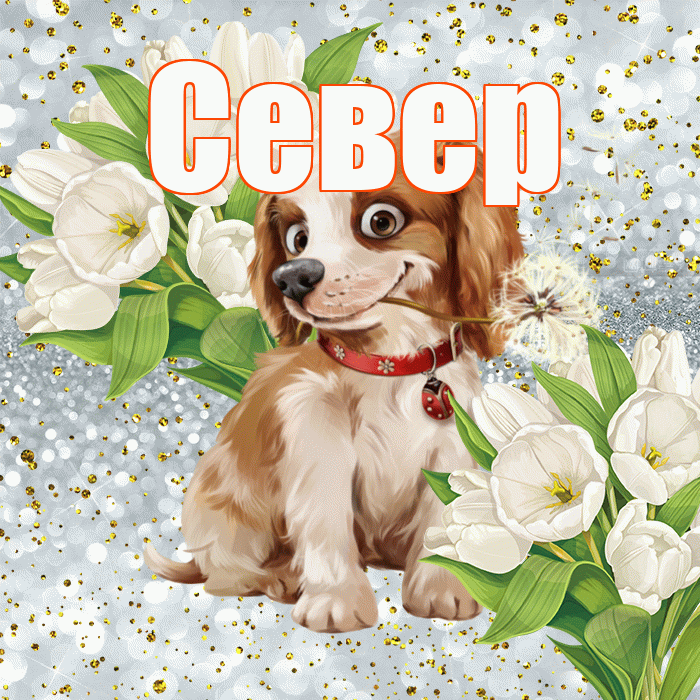 Север! Хорошего настроения! Красивая открытка Северу!